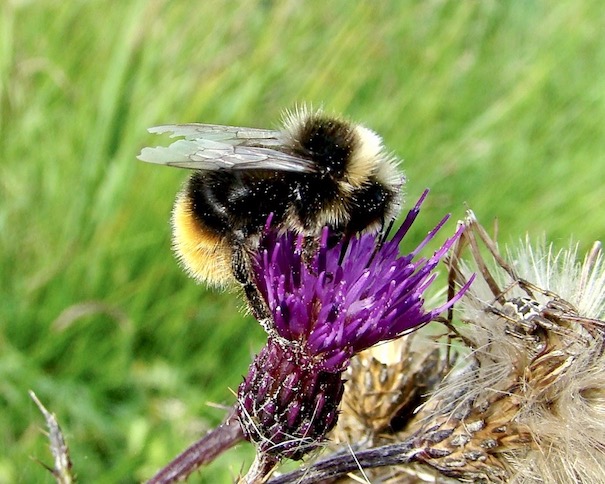 bumblebee
